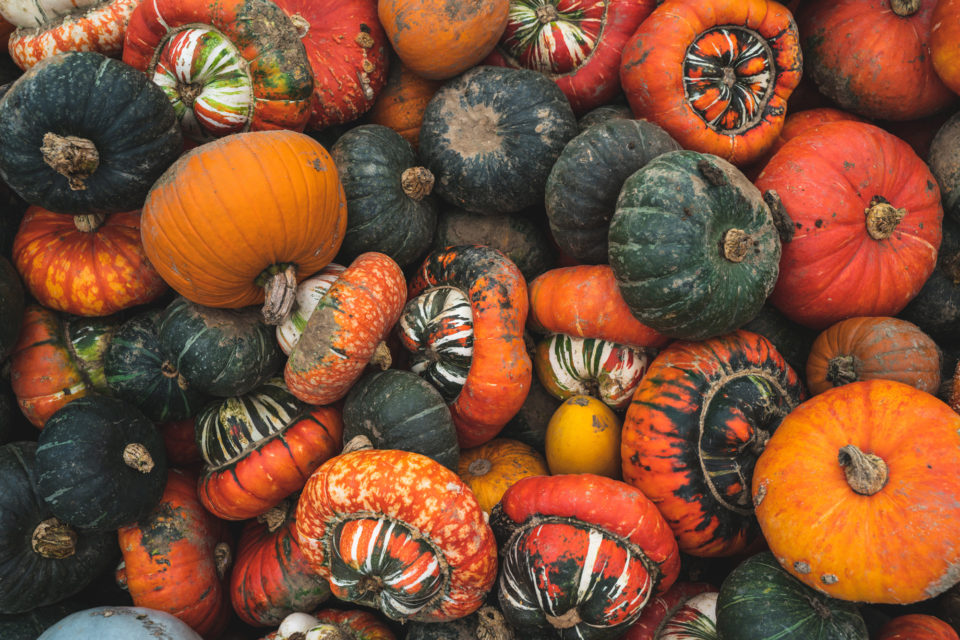 Heritage Pumpkins