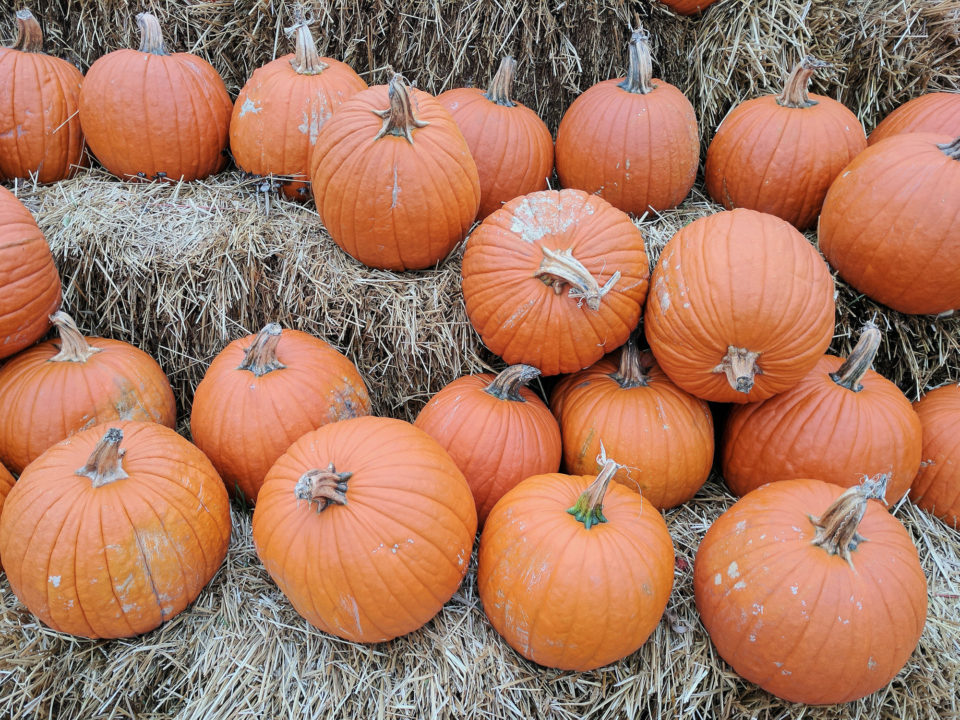 Traditional Pumpkins