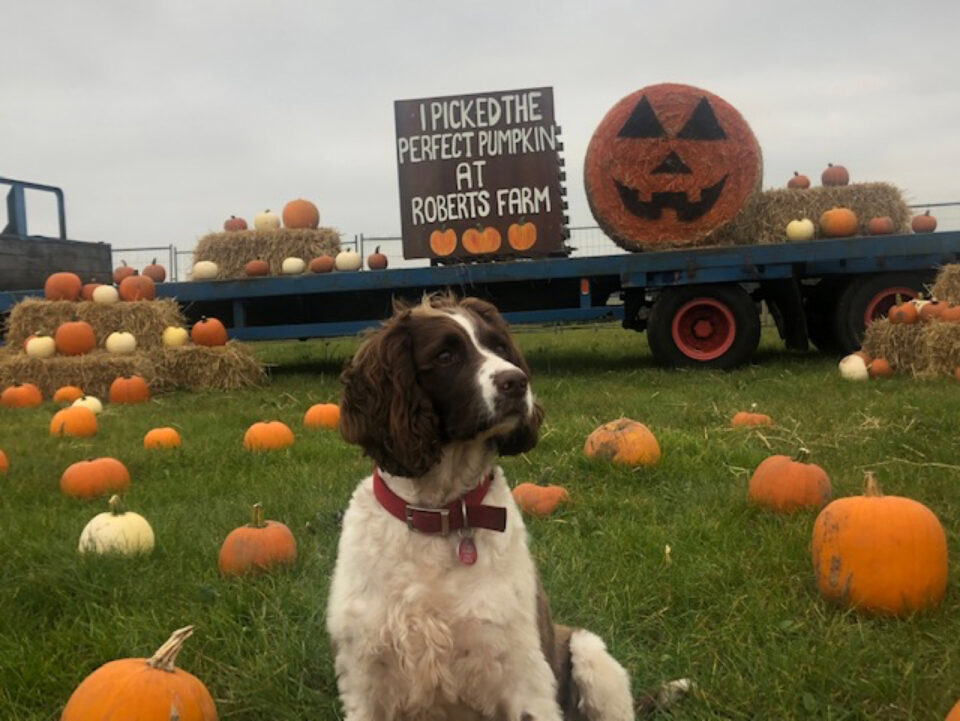 Dog with Pumpkins