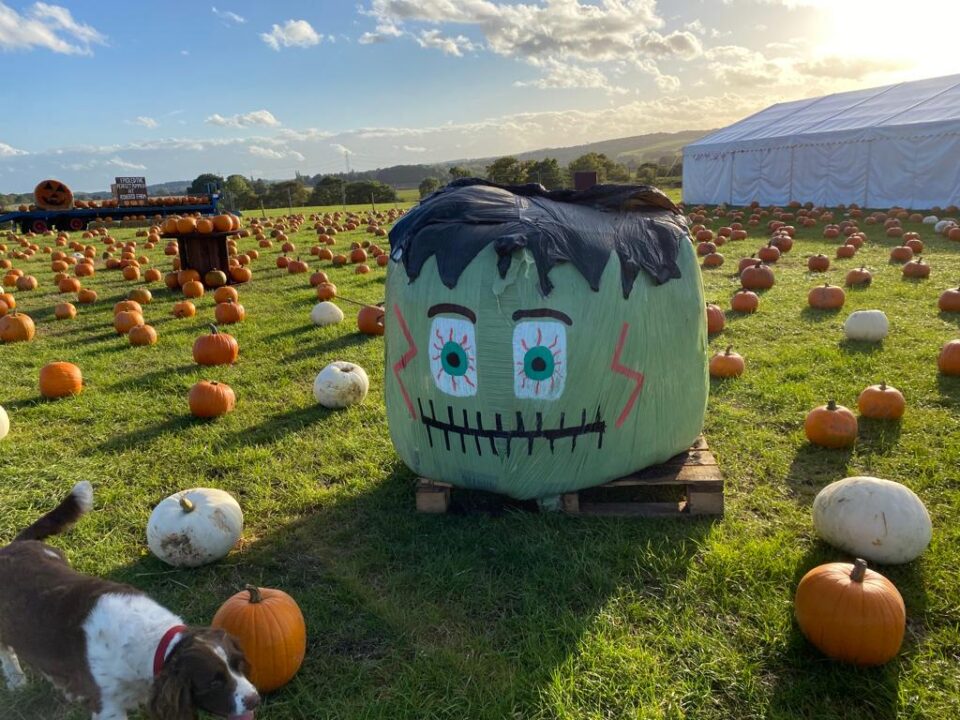 Frankenstien Pumpkin