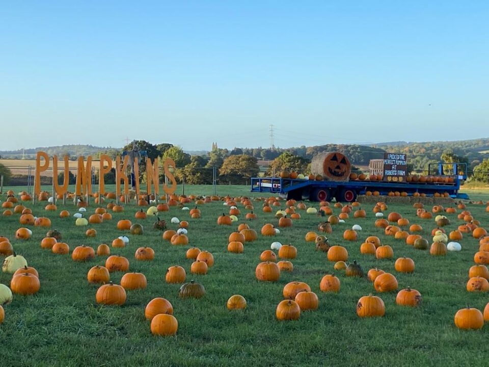 Roberts Farm Pumpkin Field